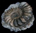 Brown Pleuroceras Ammonite - Germany #6178-1